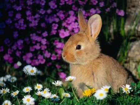 mon lapin